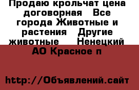 Продаю крольчат цена договорная - Все города Животные и растения » Другие животные   . Ненецкий АО,Красное п.